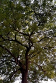 IIP Online Student Photography